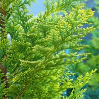 Relivz Cough Essential Oil Ingredients Cypress Relivz Cough Essential Oil Ingredients Cypress